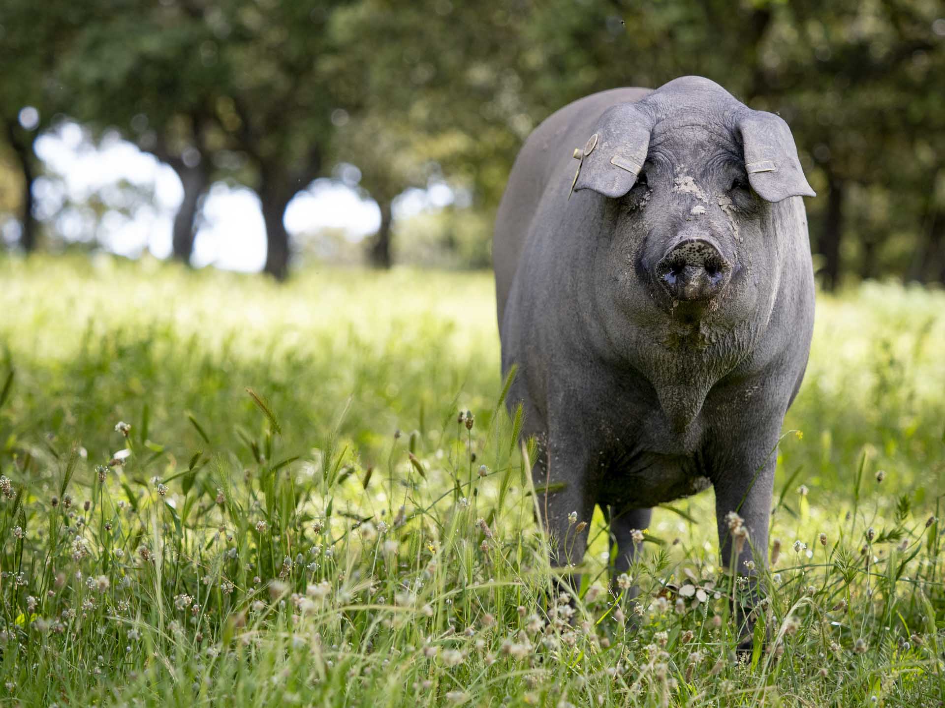 cerdo ibérico encina charra