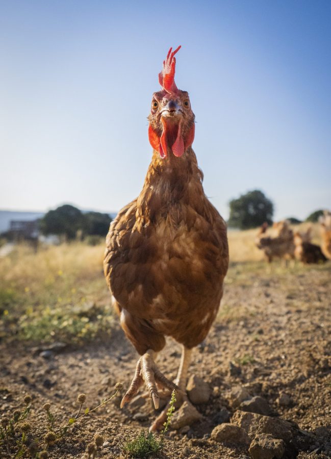 gallina la charrita gallina la charrita